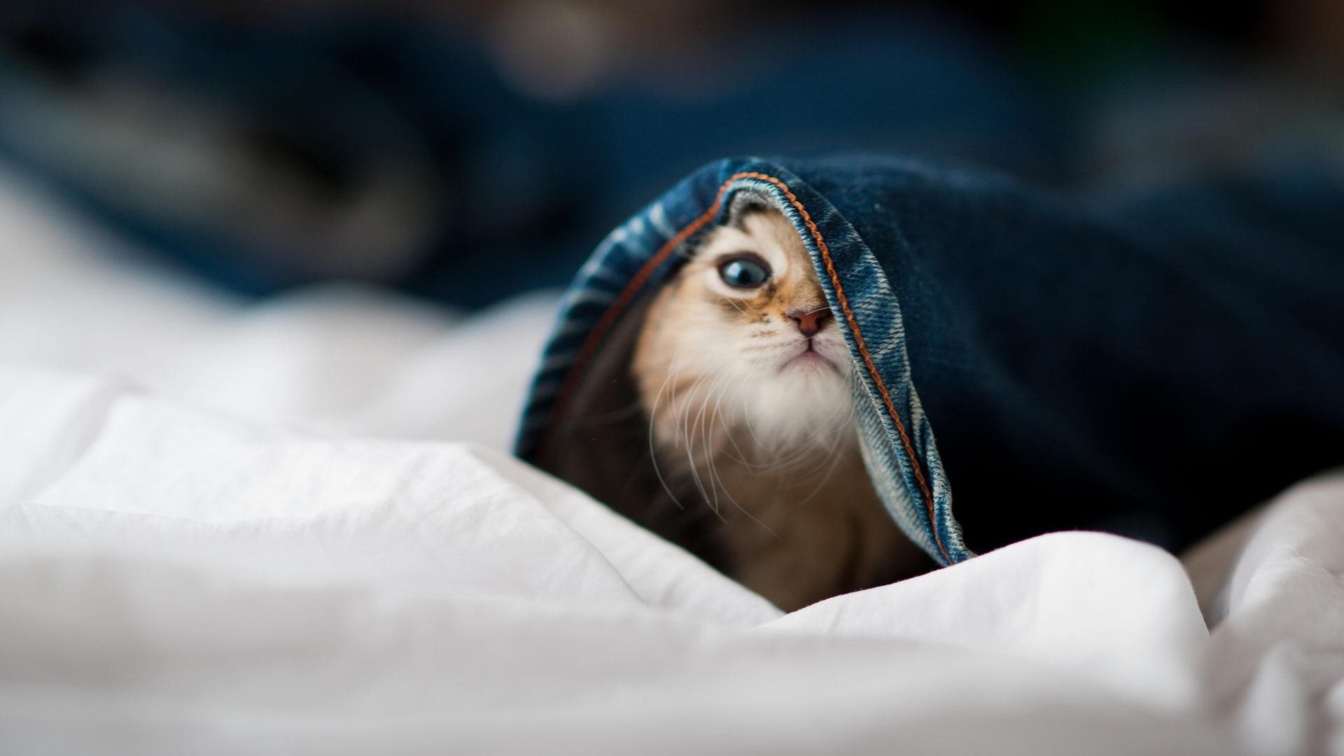 内线统治力谁能称霸篮下，内线作战是什么意思