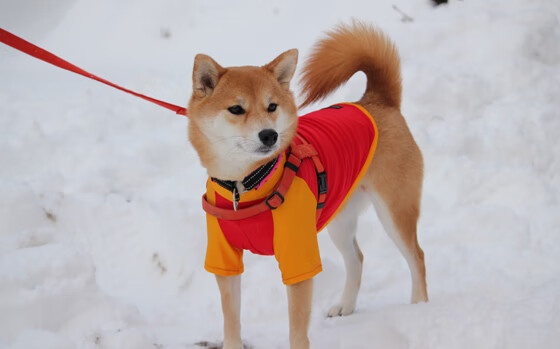 广东队老将发挥稳定引领年轻球员成长，广东队现役球员