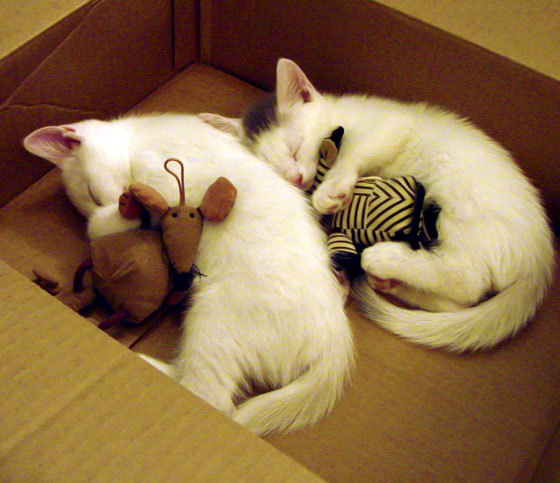 法兰克福整体压迫强度令对手难以推进,法兰克福伤停情况